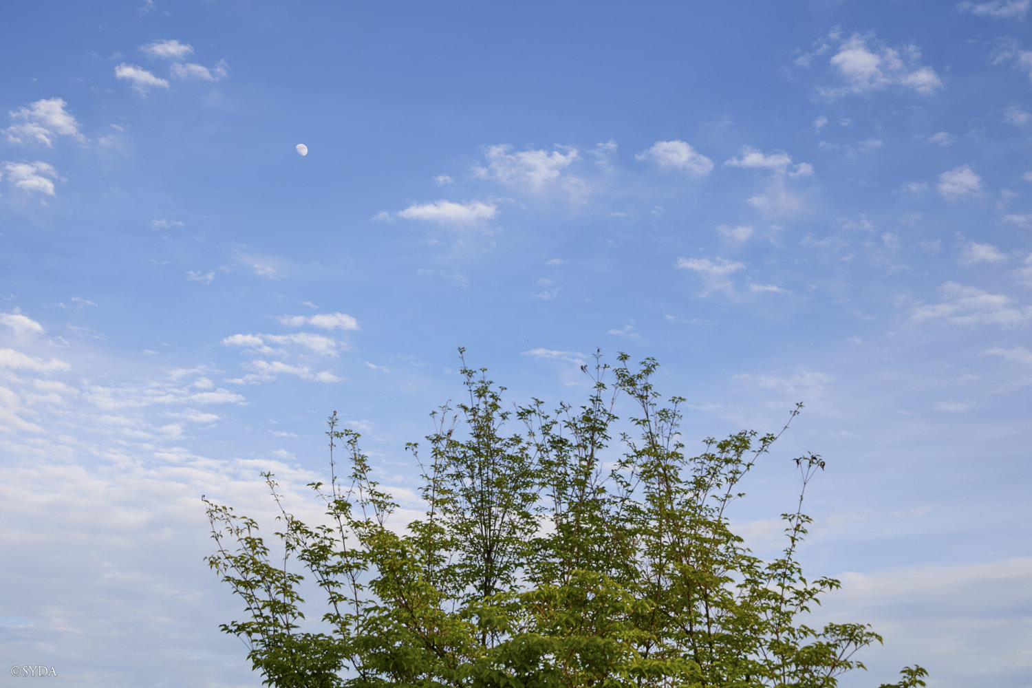 Nature Image