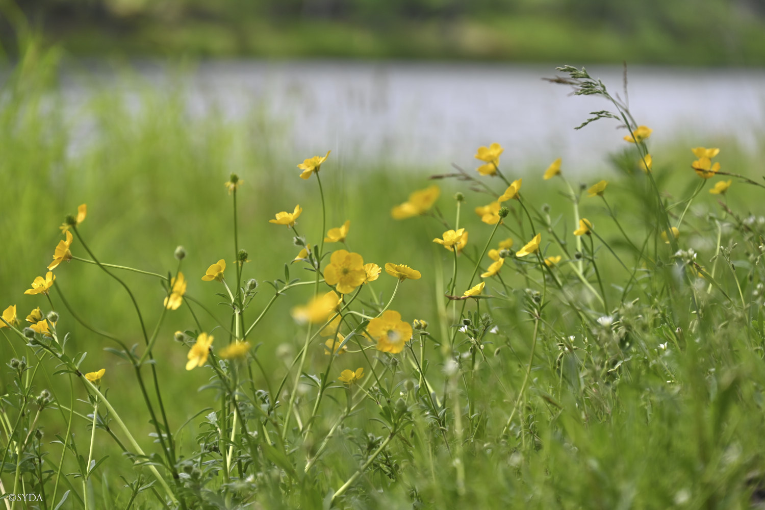 Nature Image