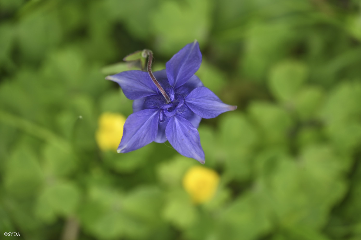Nature Image