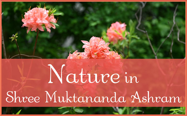 Nature in May in Shree Muktananda Ashram