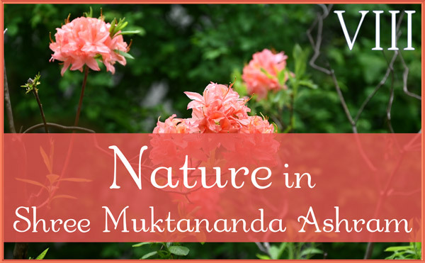 Nature Gallery VIII in May in Shree Muktananda Ashram
