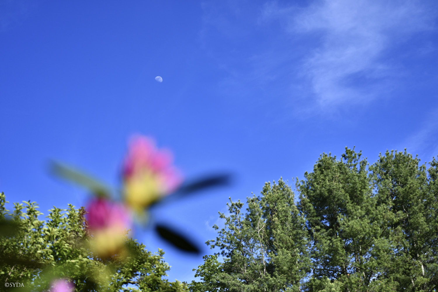 Nature Image