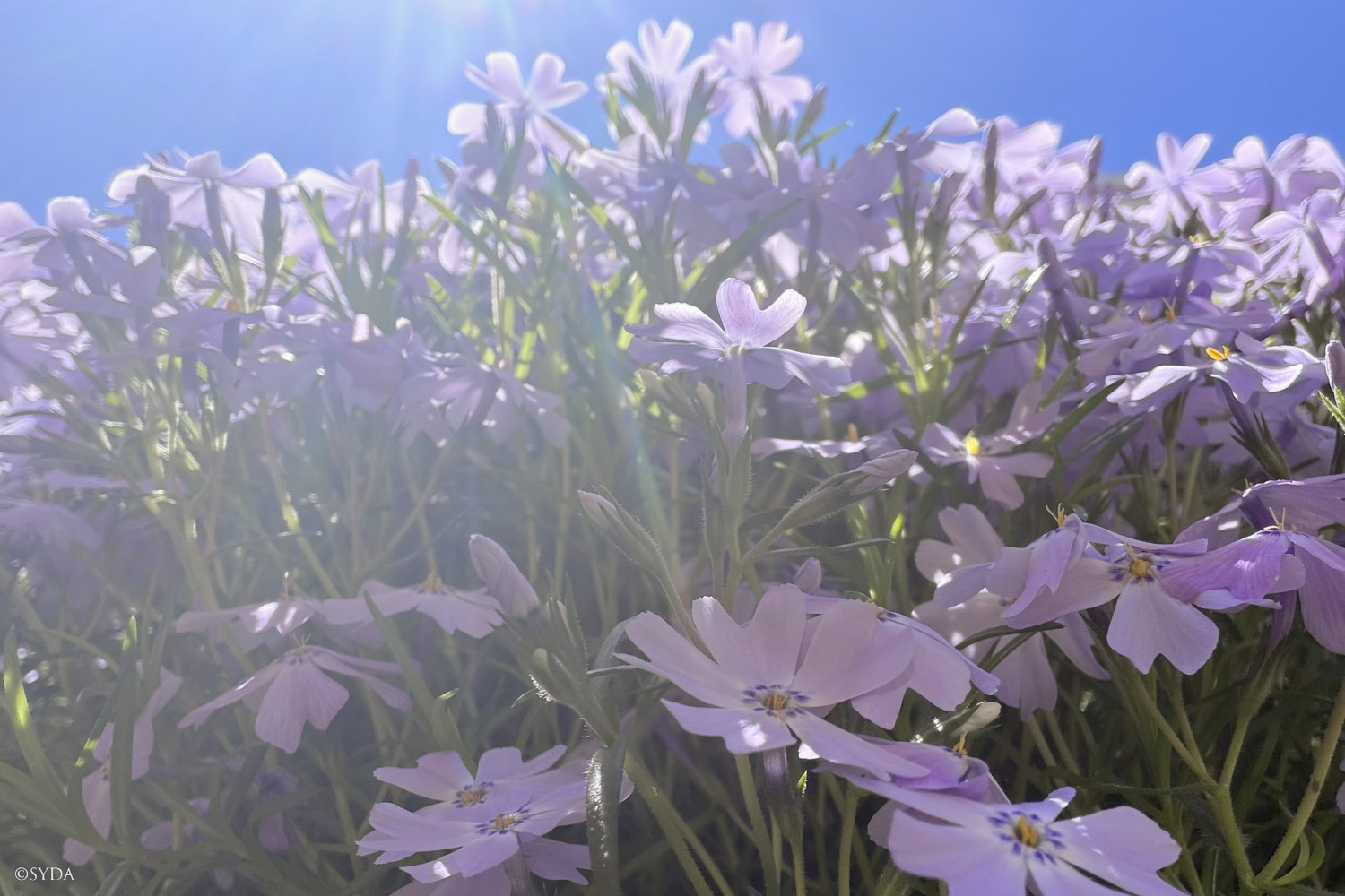 Nature Image
