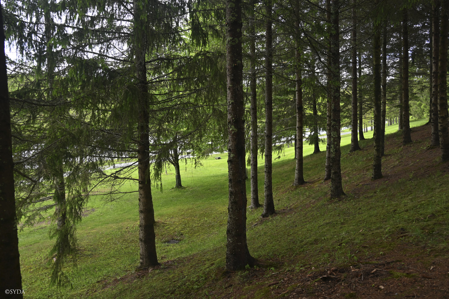 Nature Image