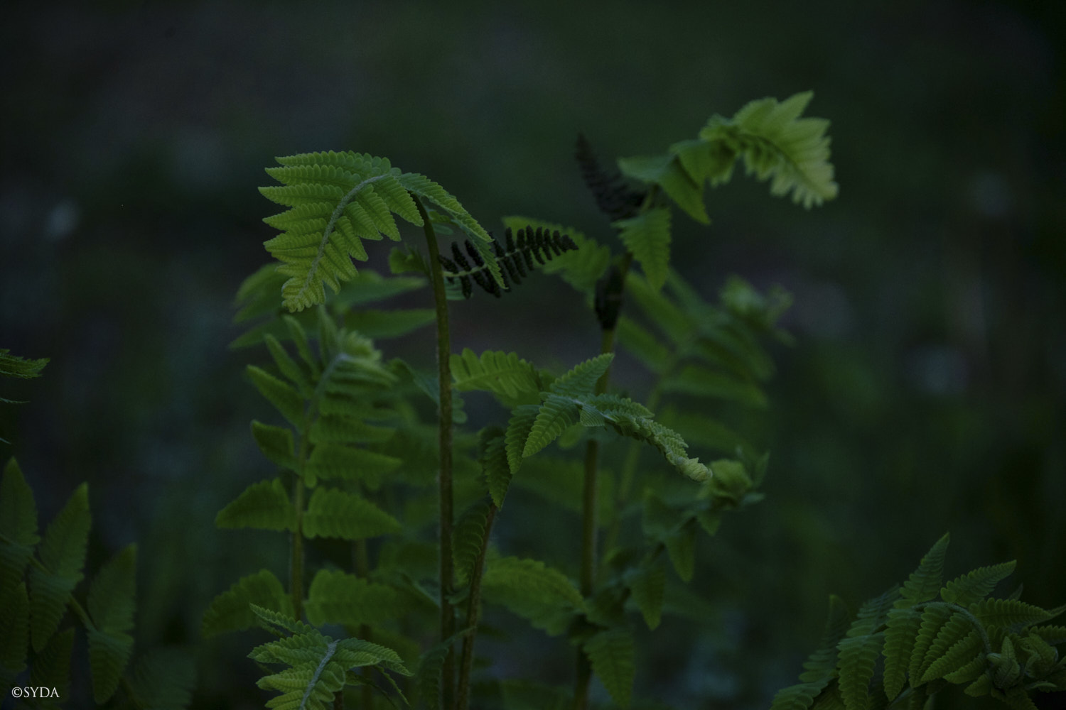 Nature Image
