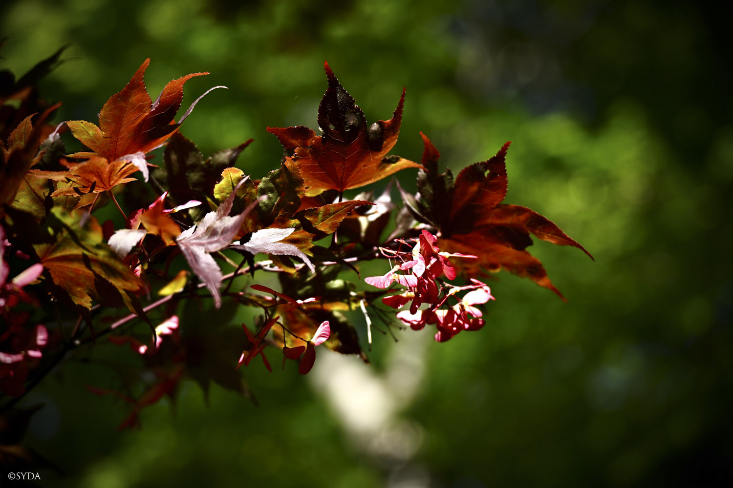 Nature Image