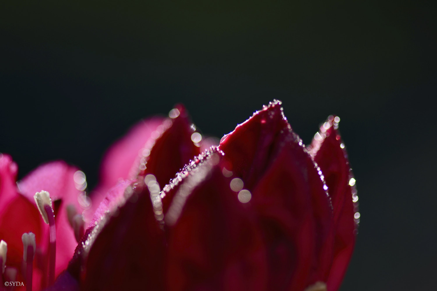 Nature Image