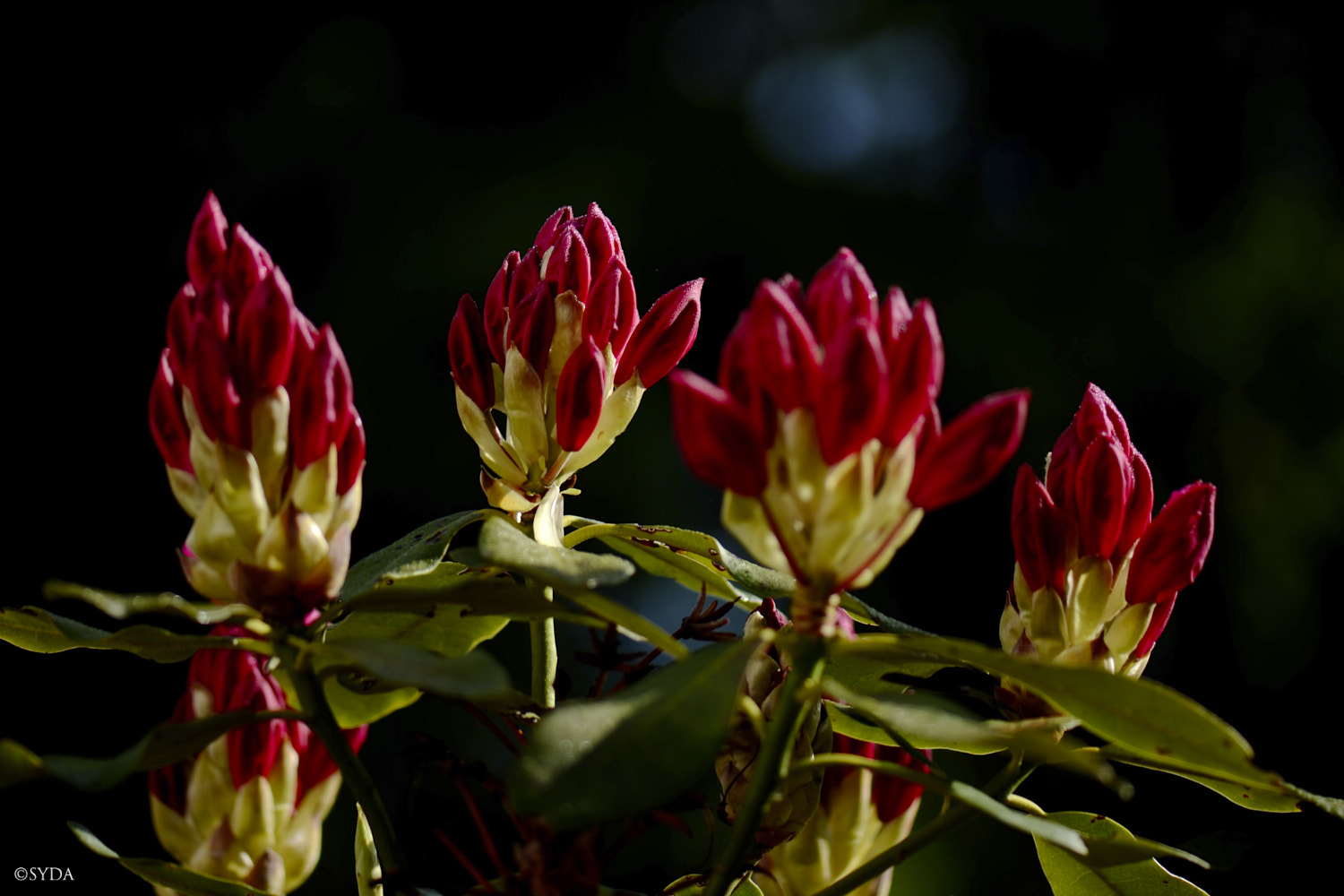 Nature Image