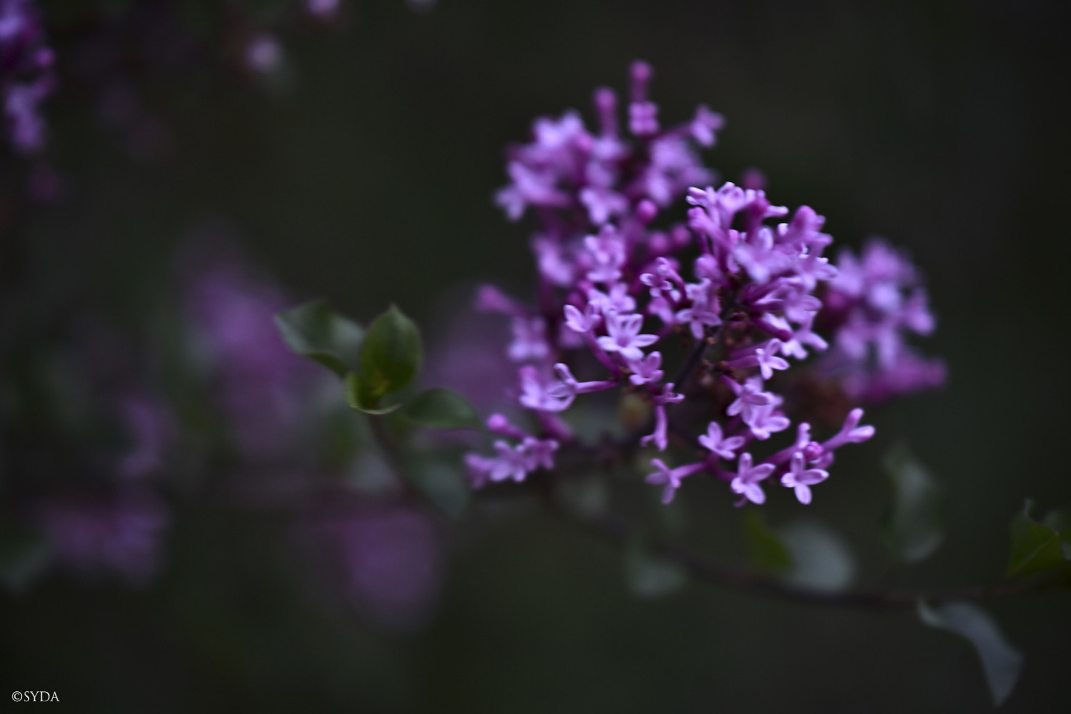 Nature Image