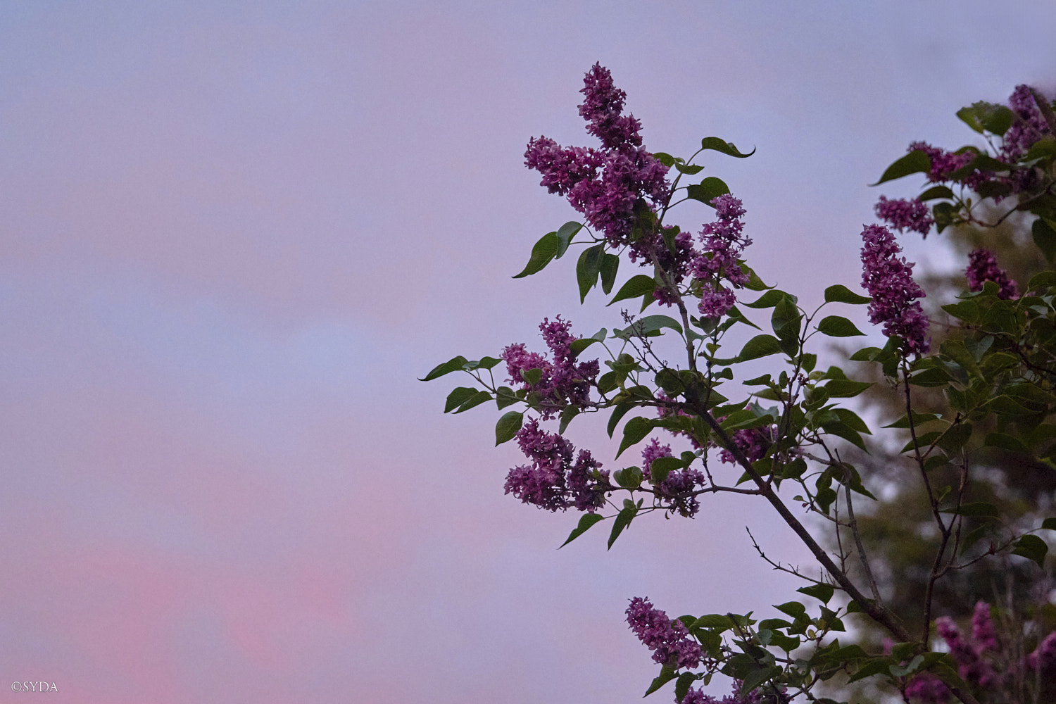 Nature Image
