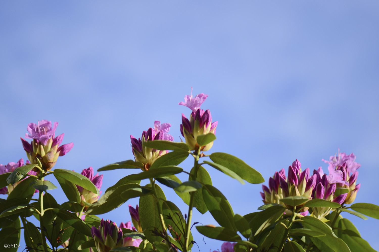 Nature Image