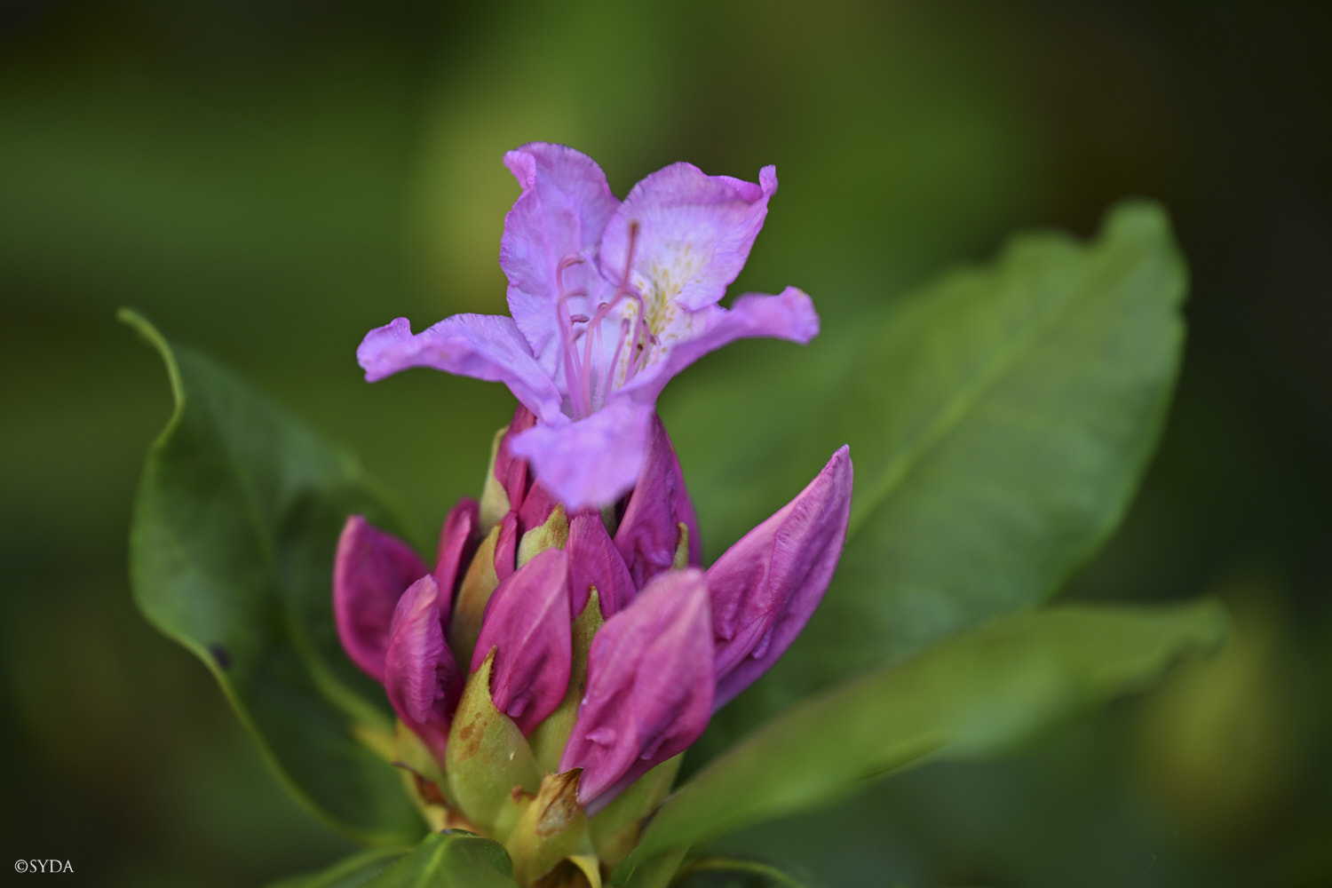 Nature Image