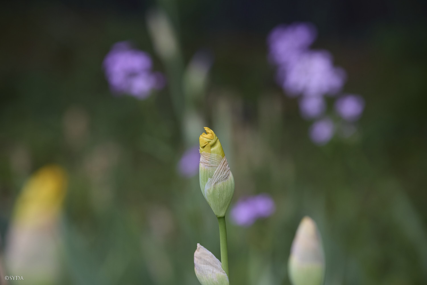 Nature Image