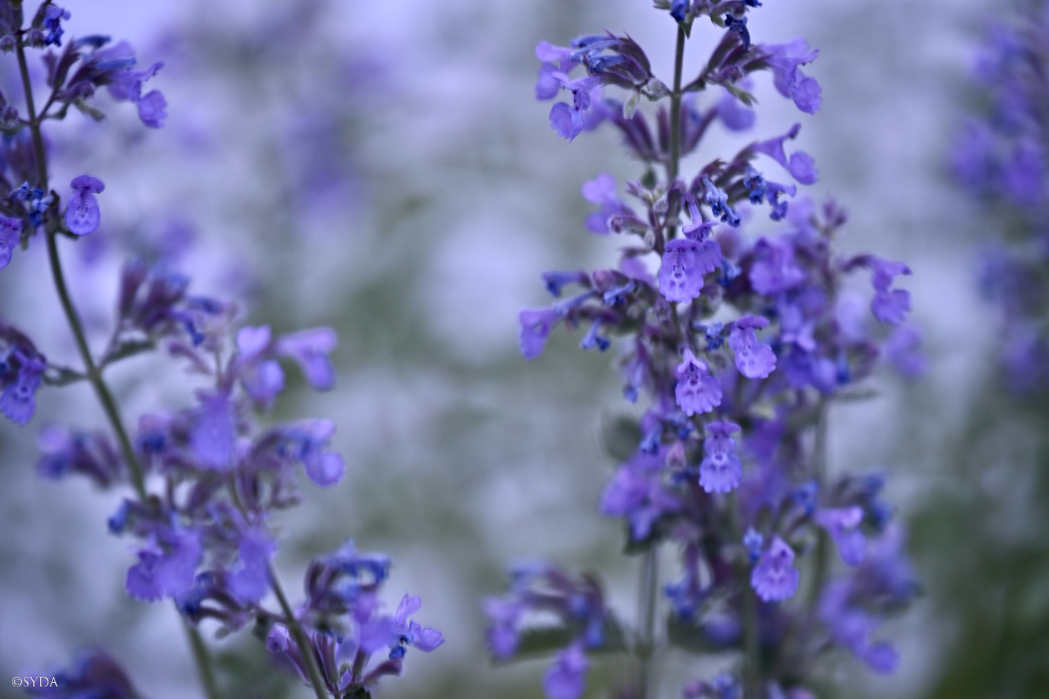 Nature Image