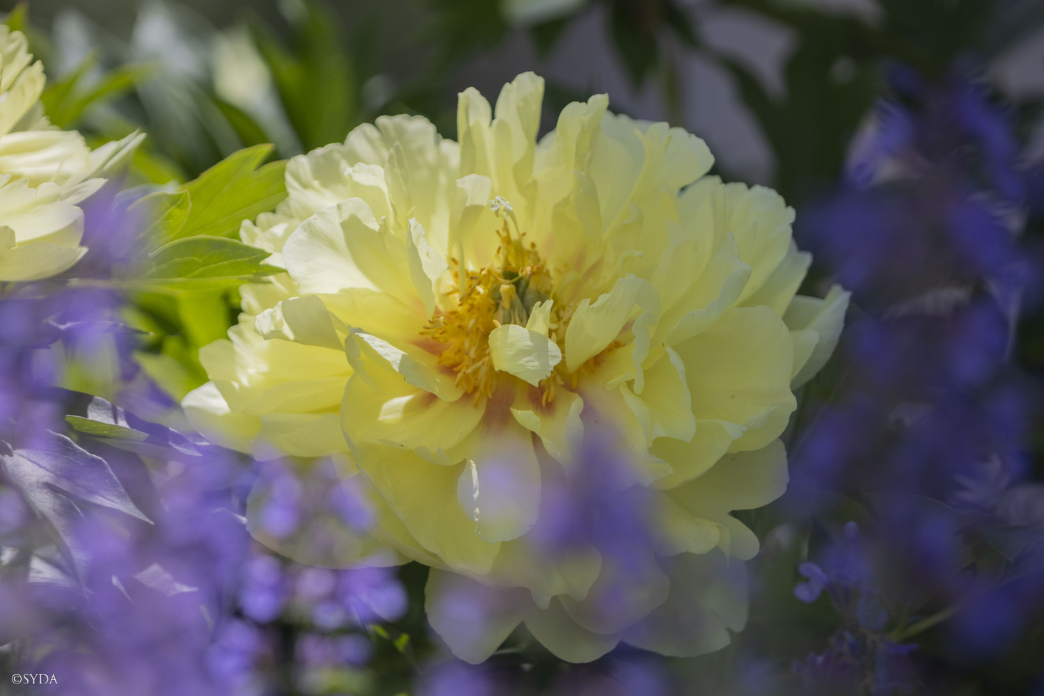 Nature Image