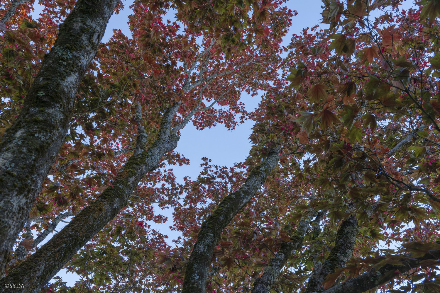 Nature Image