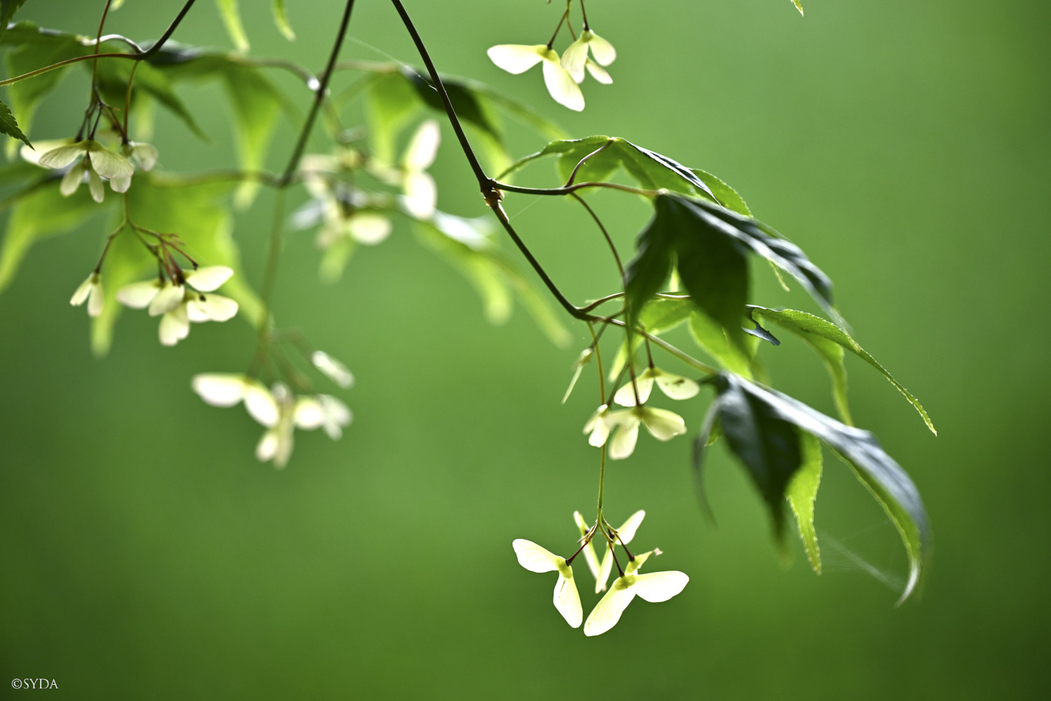 Nature Image
