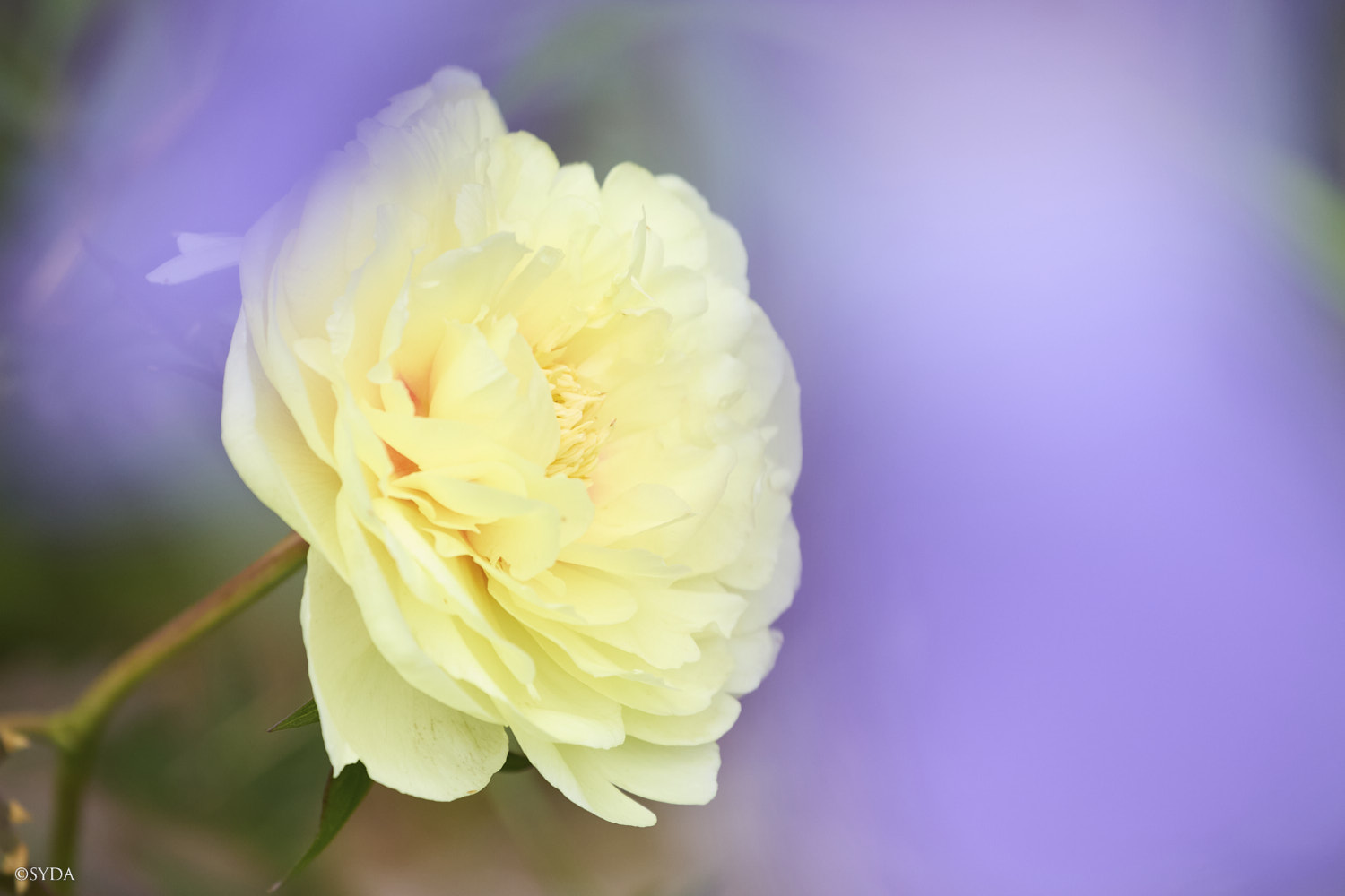 Nature Image
