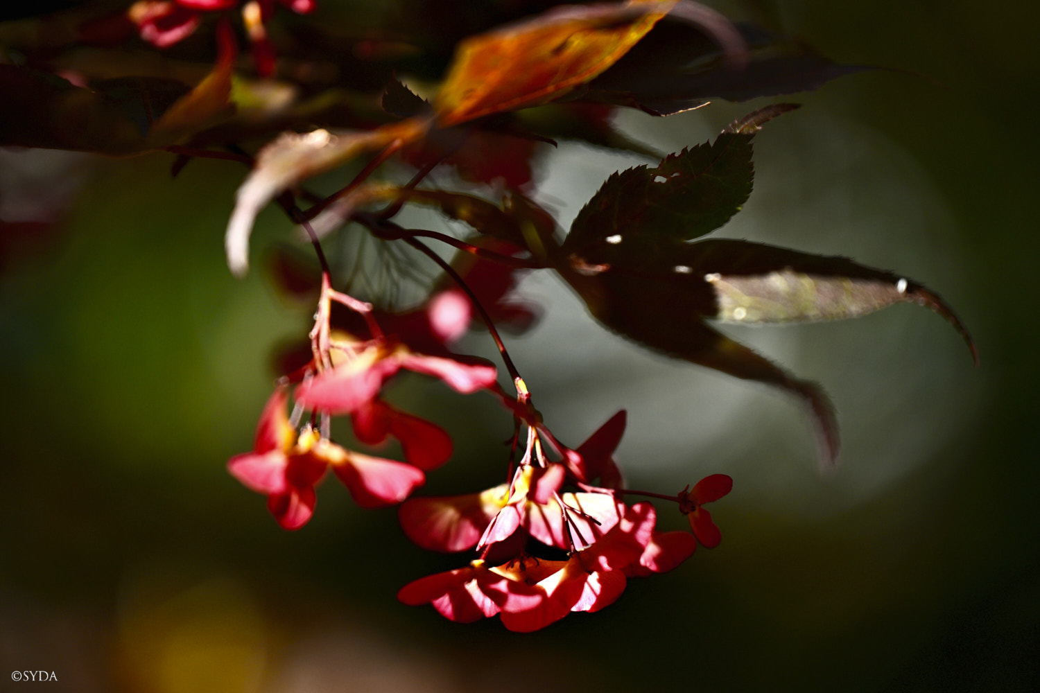 Nature Image