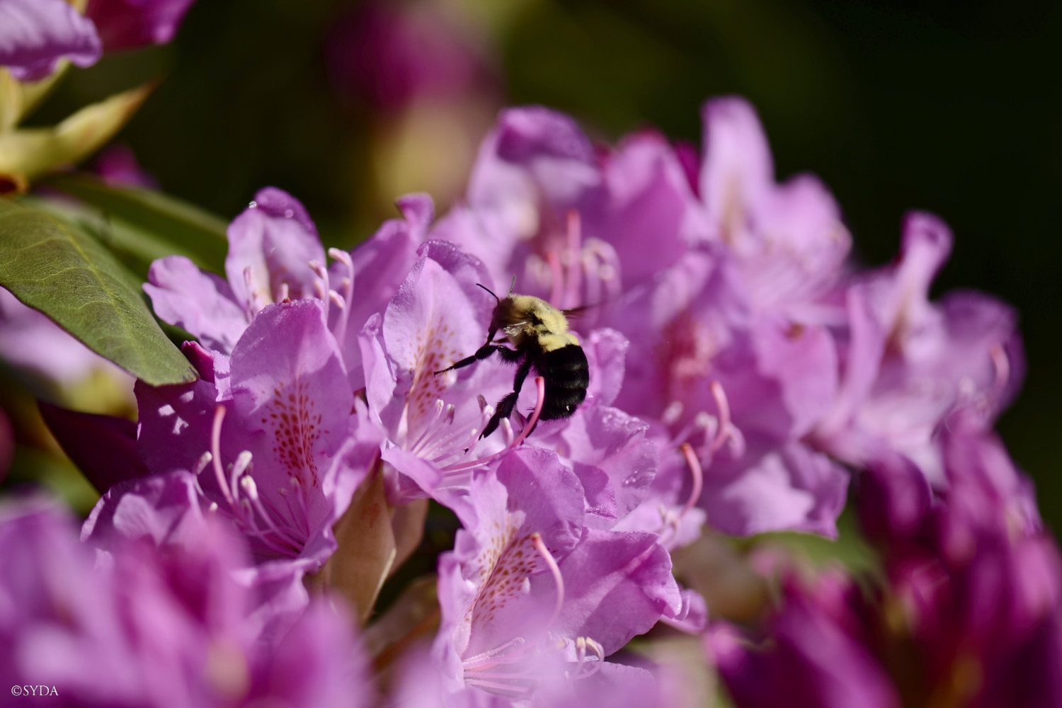 Nature Image