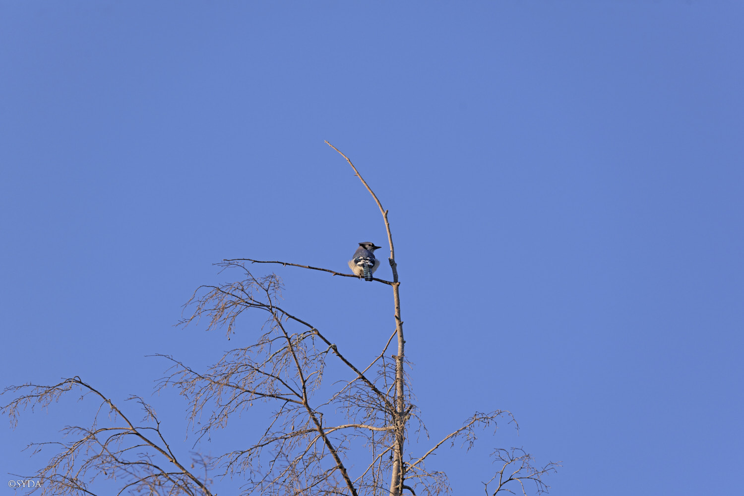 Nature Image