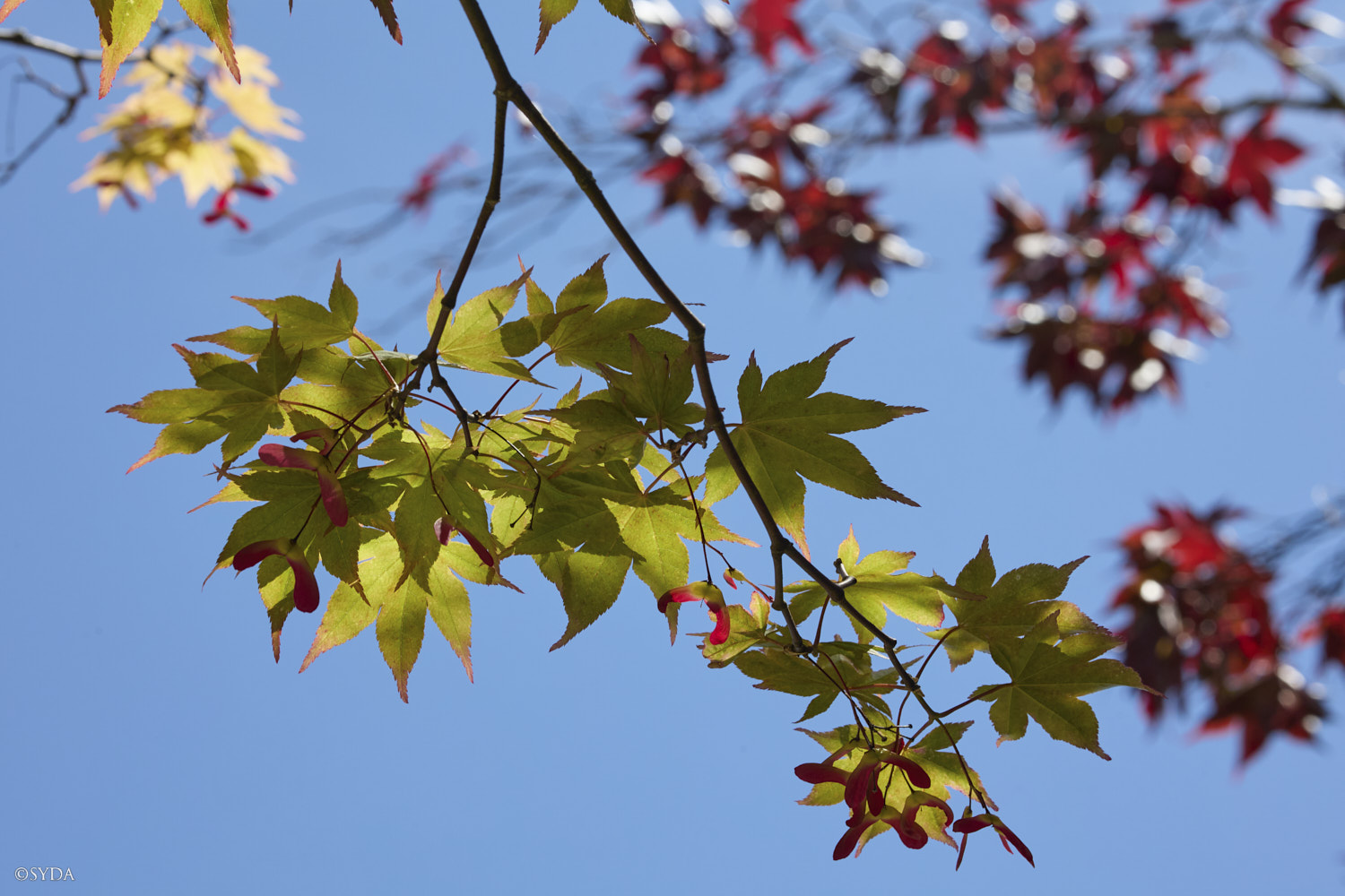 Nature Image