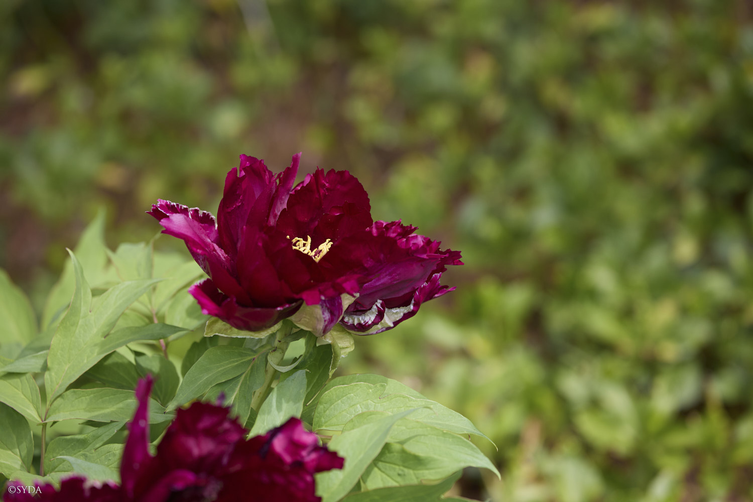 Nature Image
