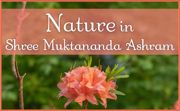 Nature in June in Shree Muktananda Ashram