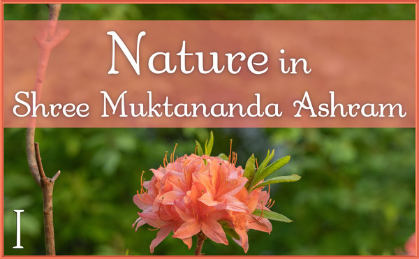 Nature Gallery I in June in Shree Muktananda Ashram