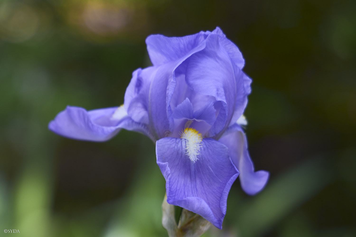 Nature Image
