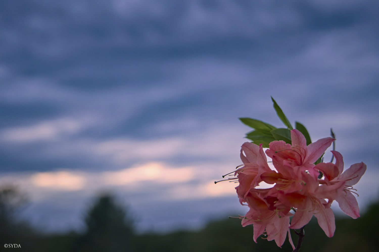 Nature Image