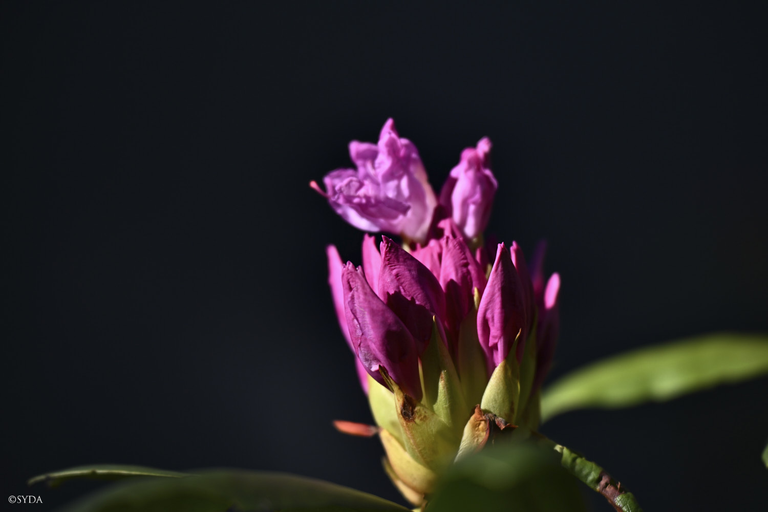 Nature Image