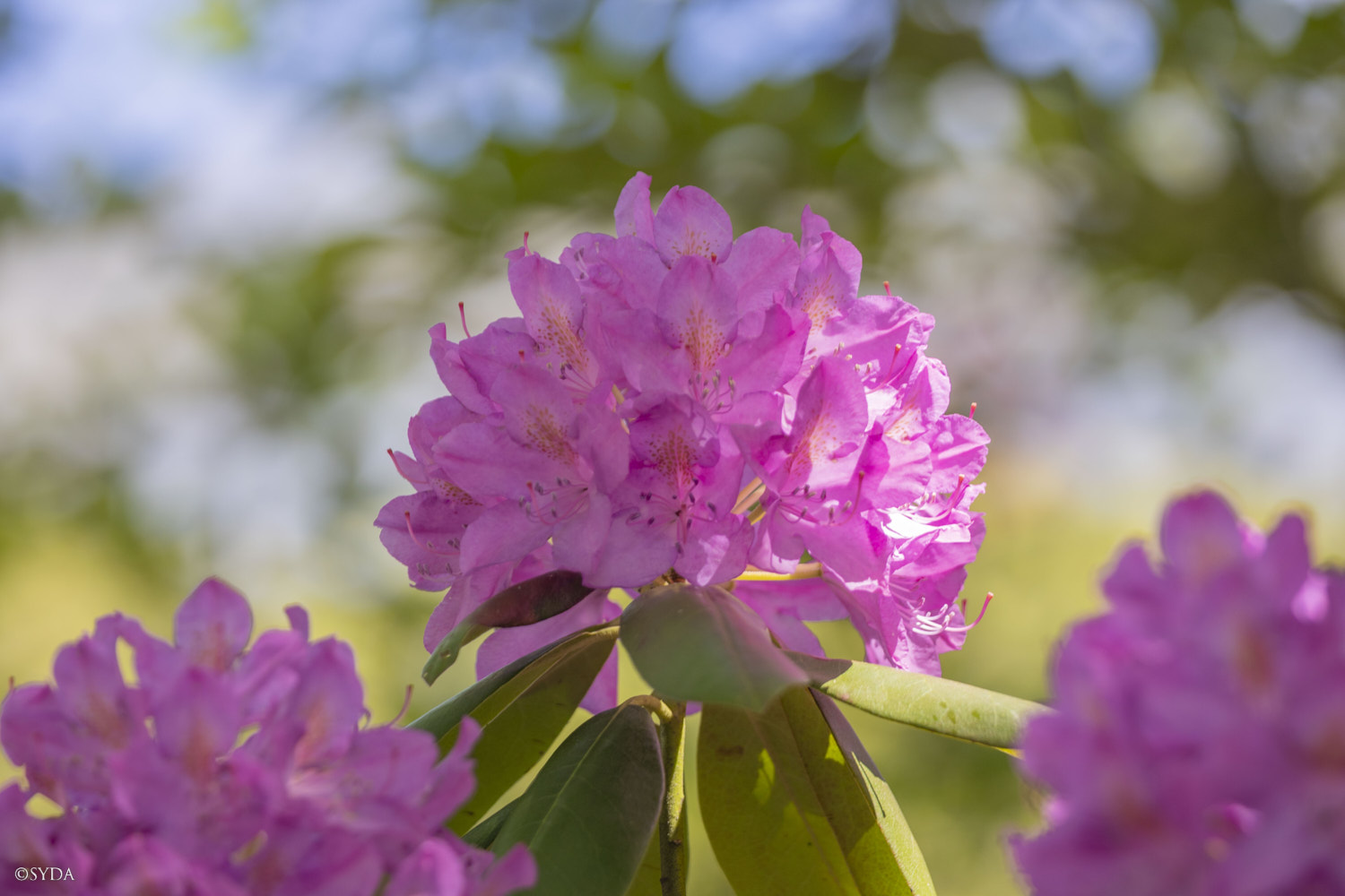 Nature Image