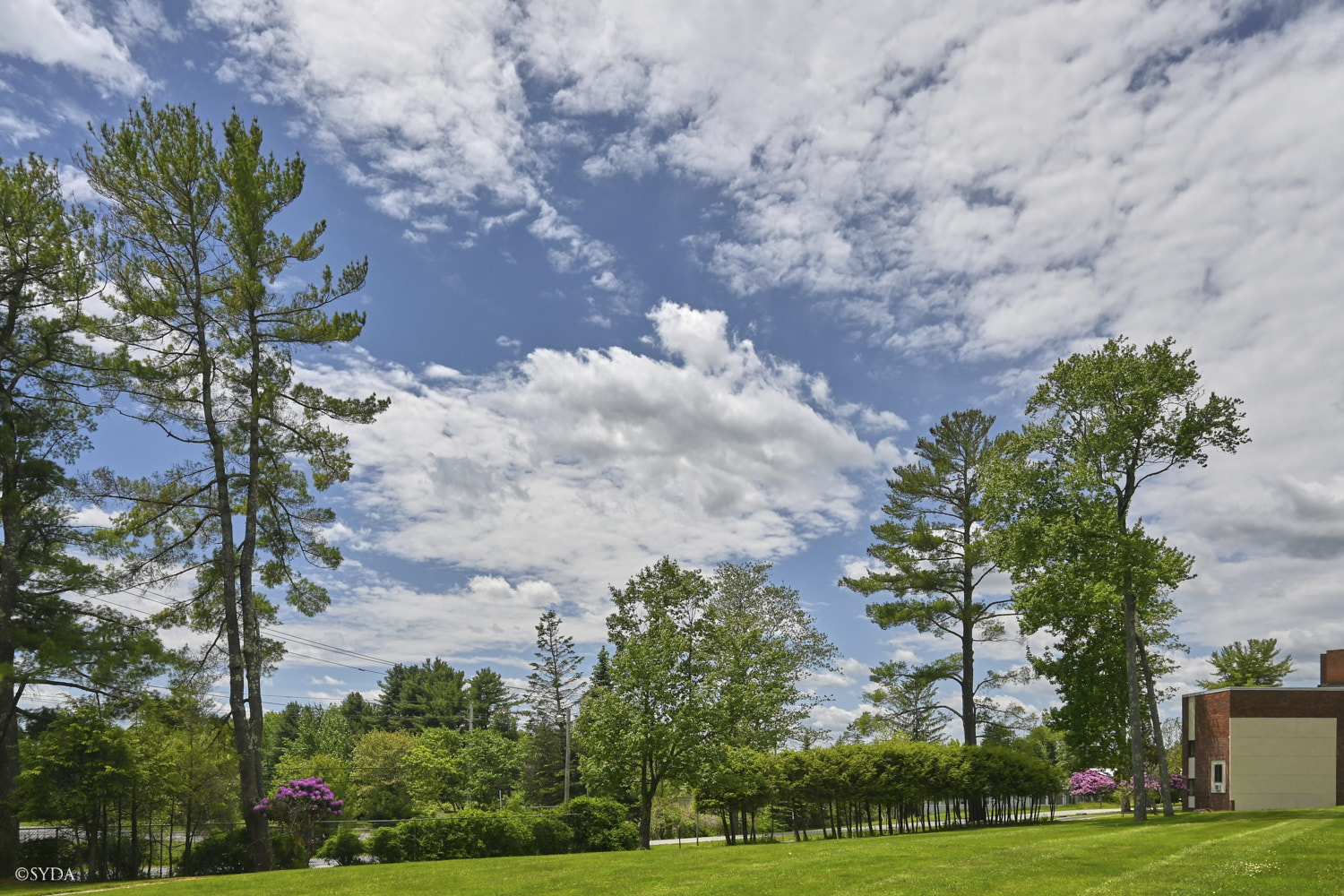 Nature Image