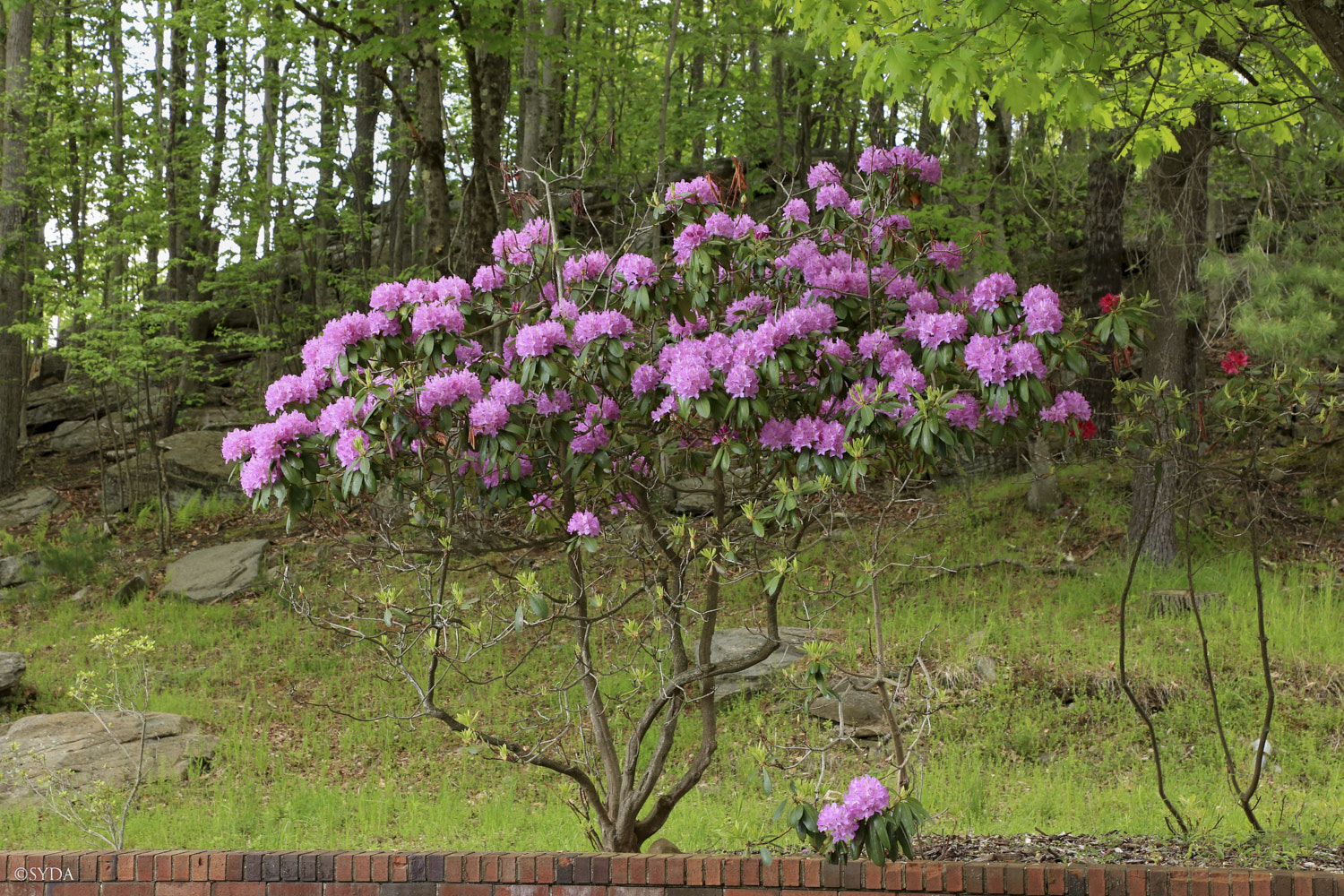 Nature Image