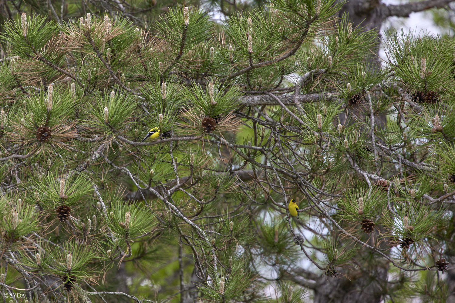 Nature Image
