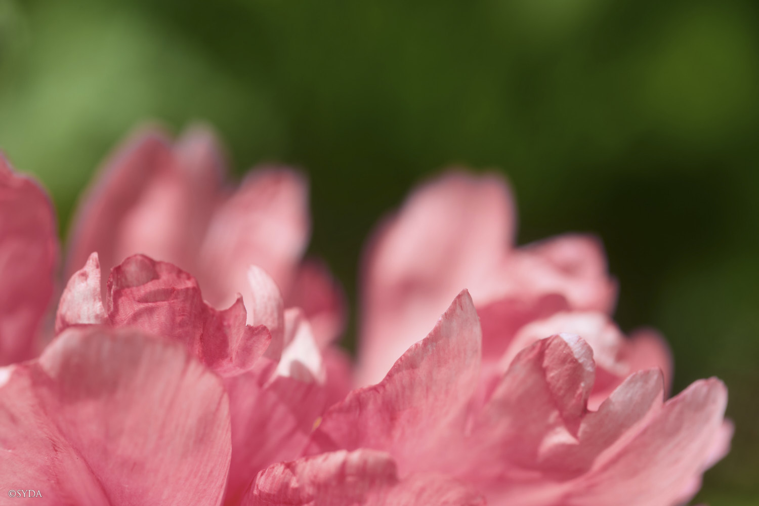 Nature Image