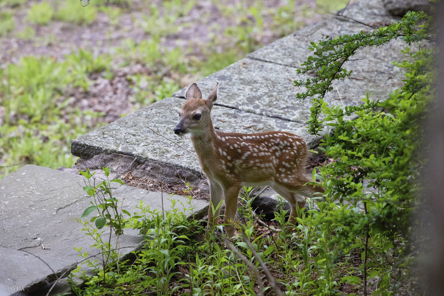 Nature Image