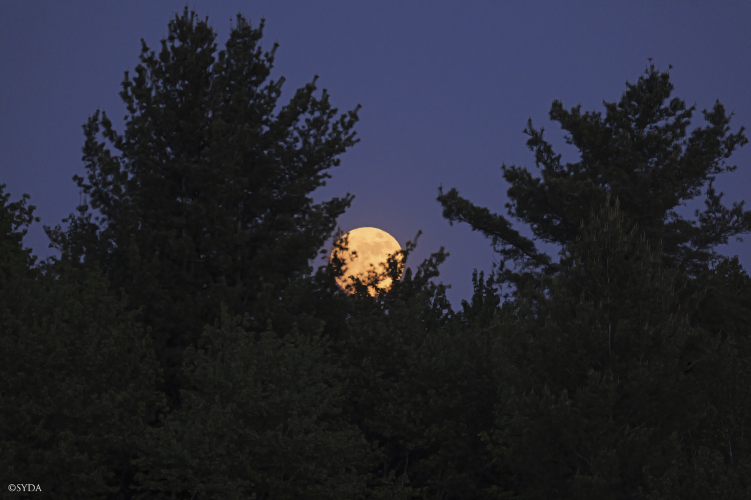 Nature Image