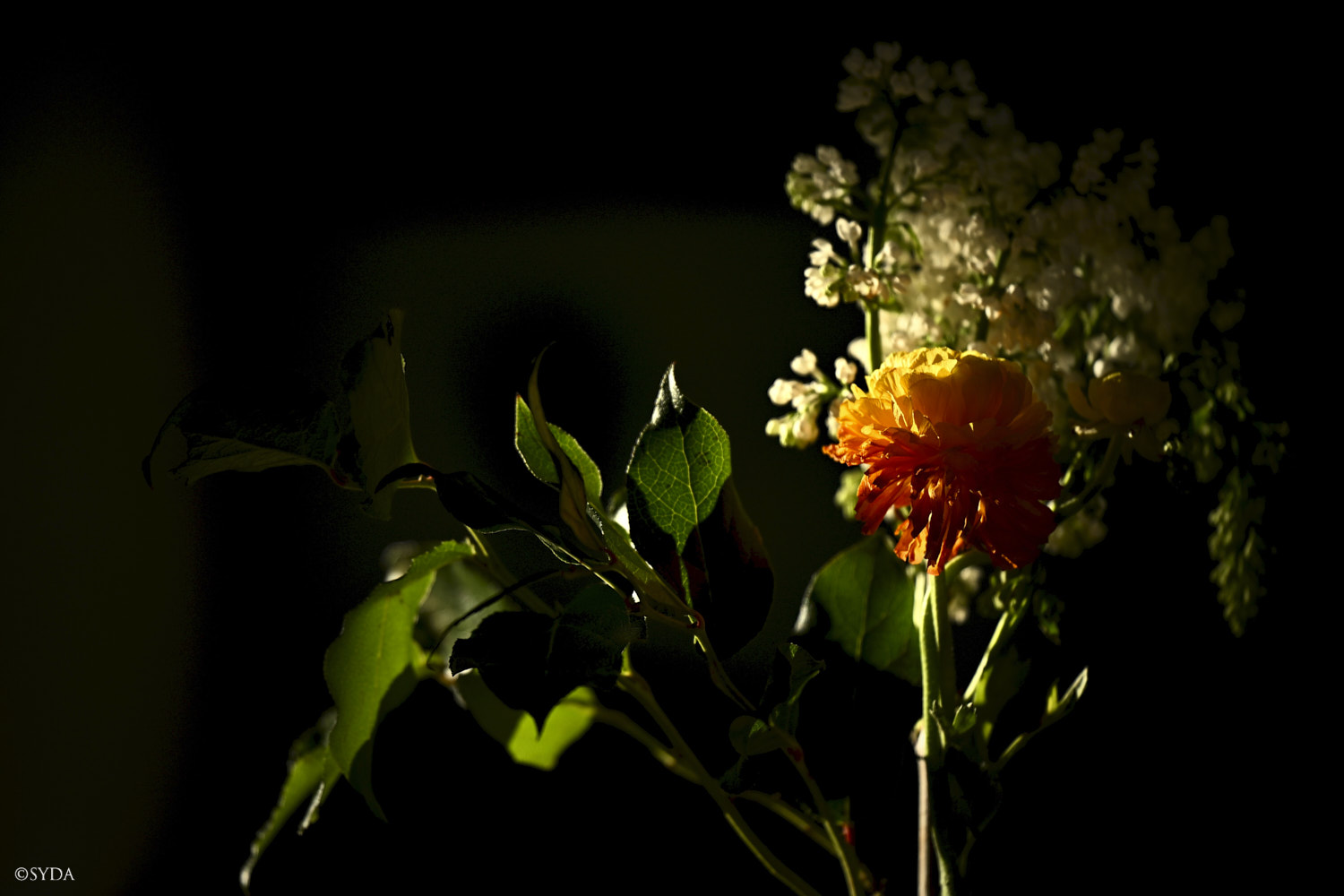 Nature Image