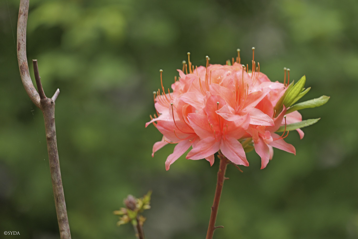 Nature Image