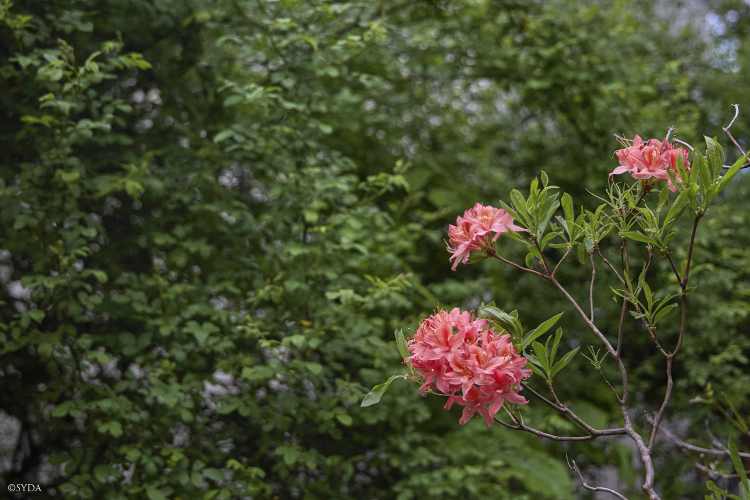 Nature Image