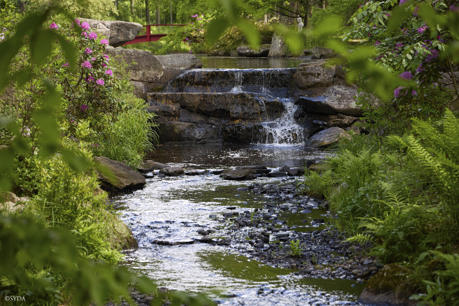 Nature Image