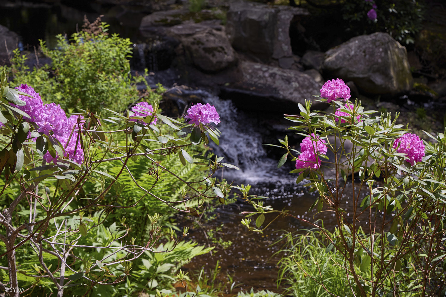 Nature Image