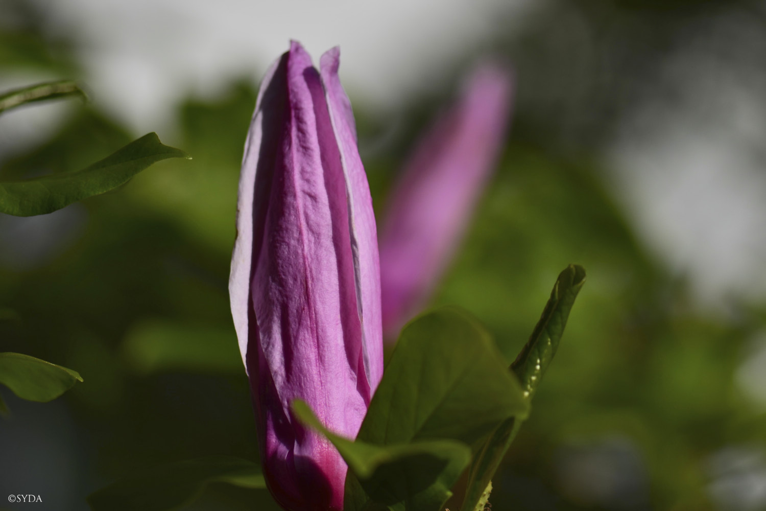 Nature Image