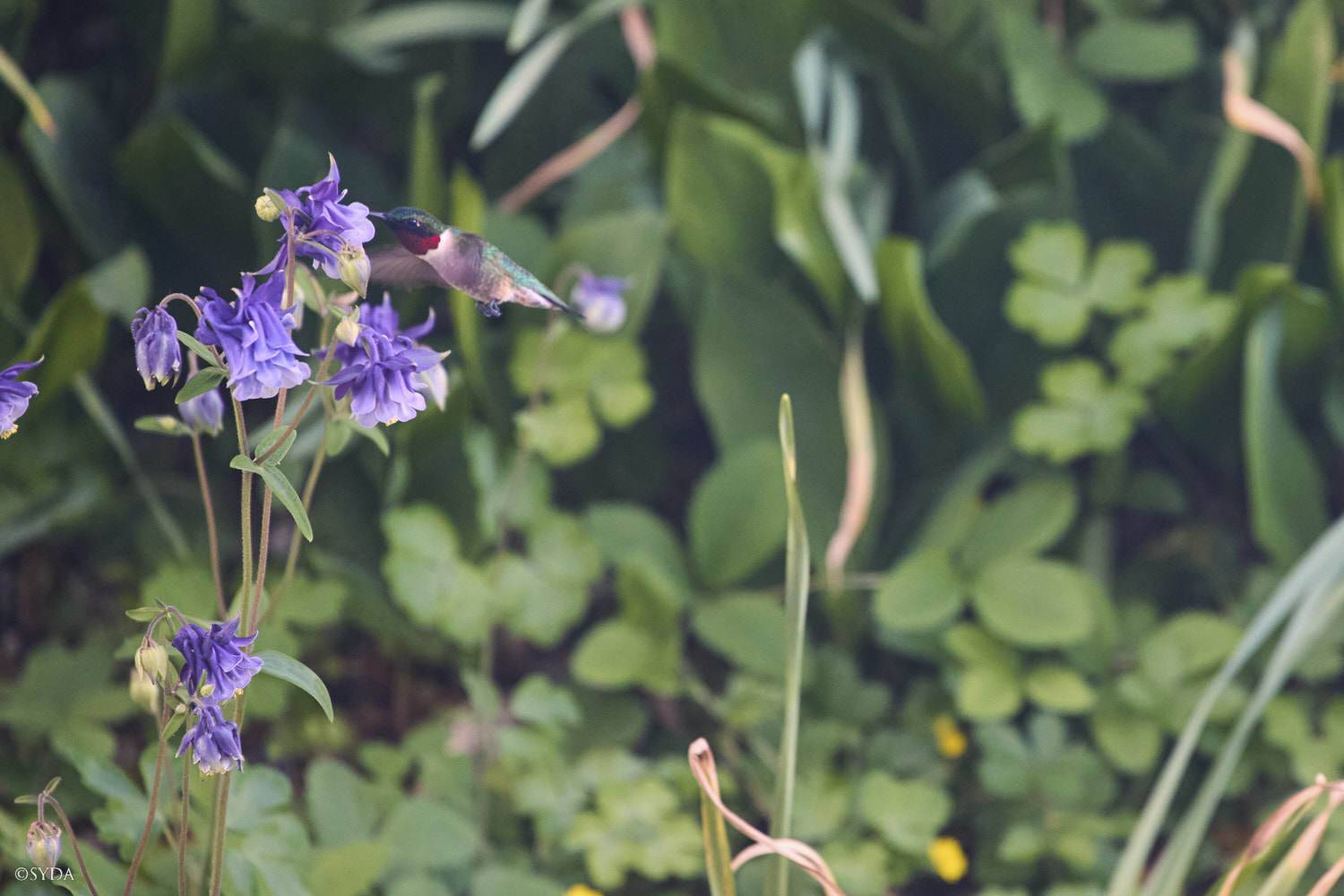 Nature Image