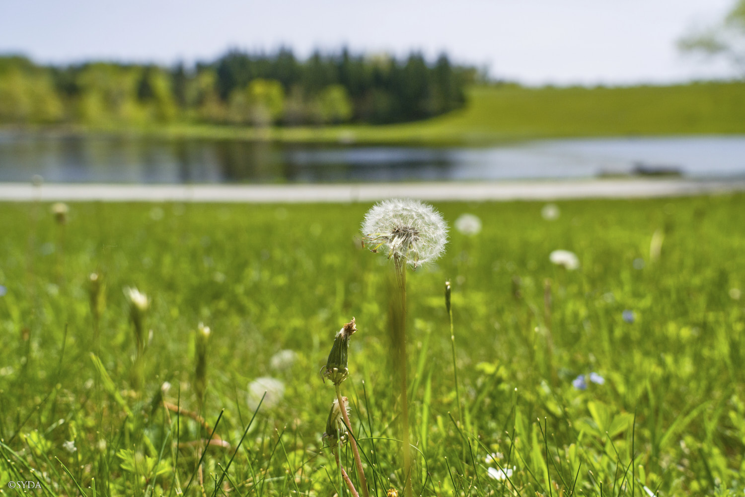 Nature Image