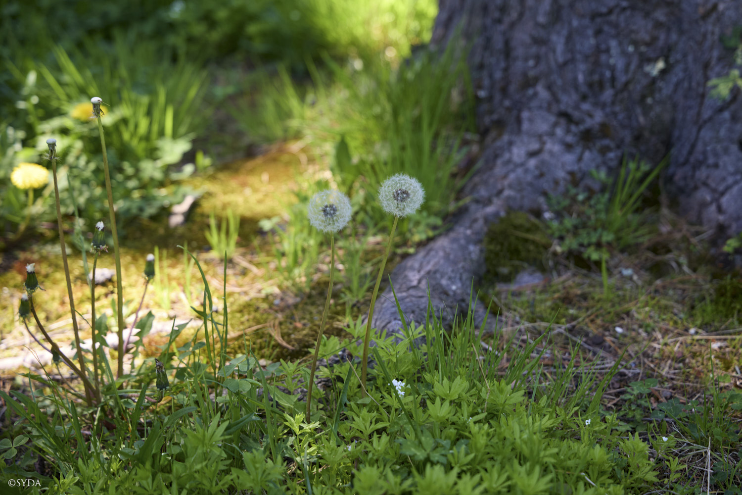 Nature Image
