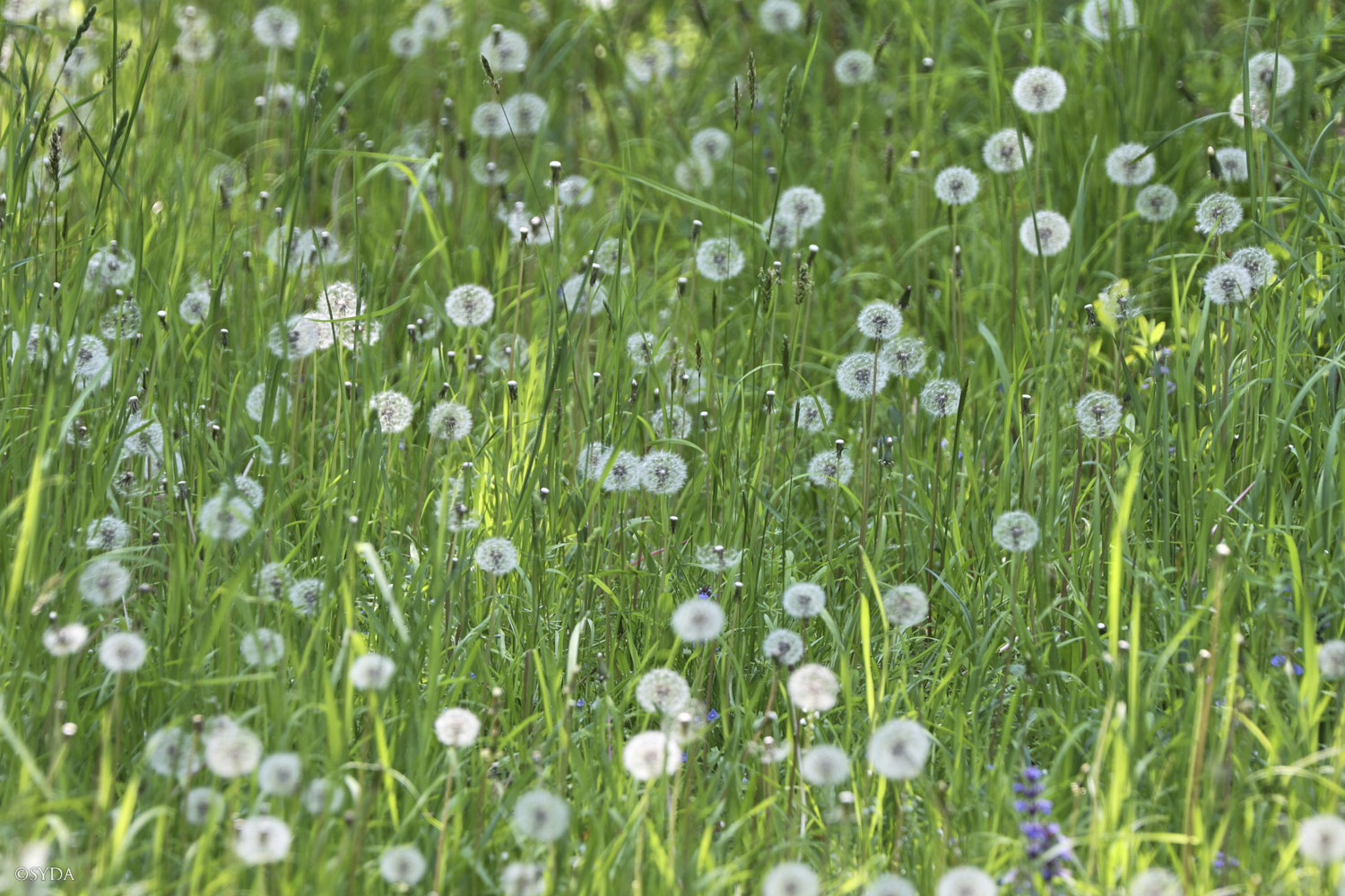 Nature Image