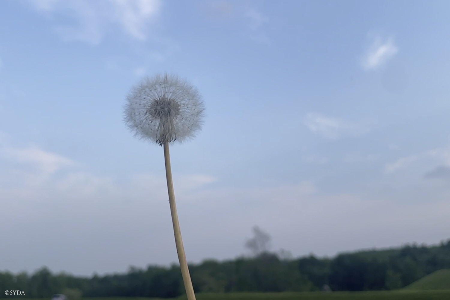 Nature Image